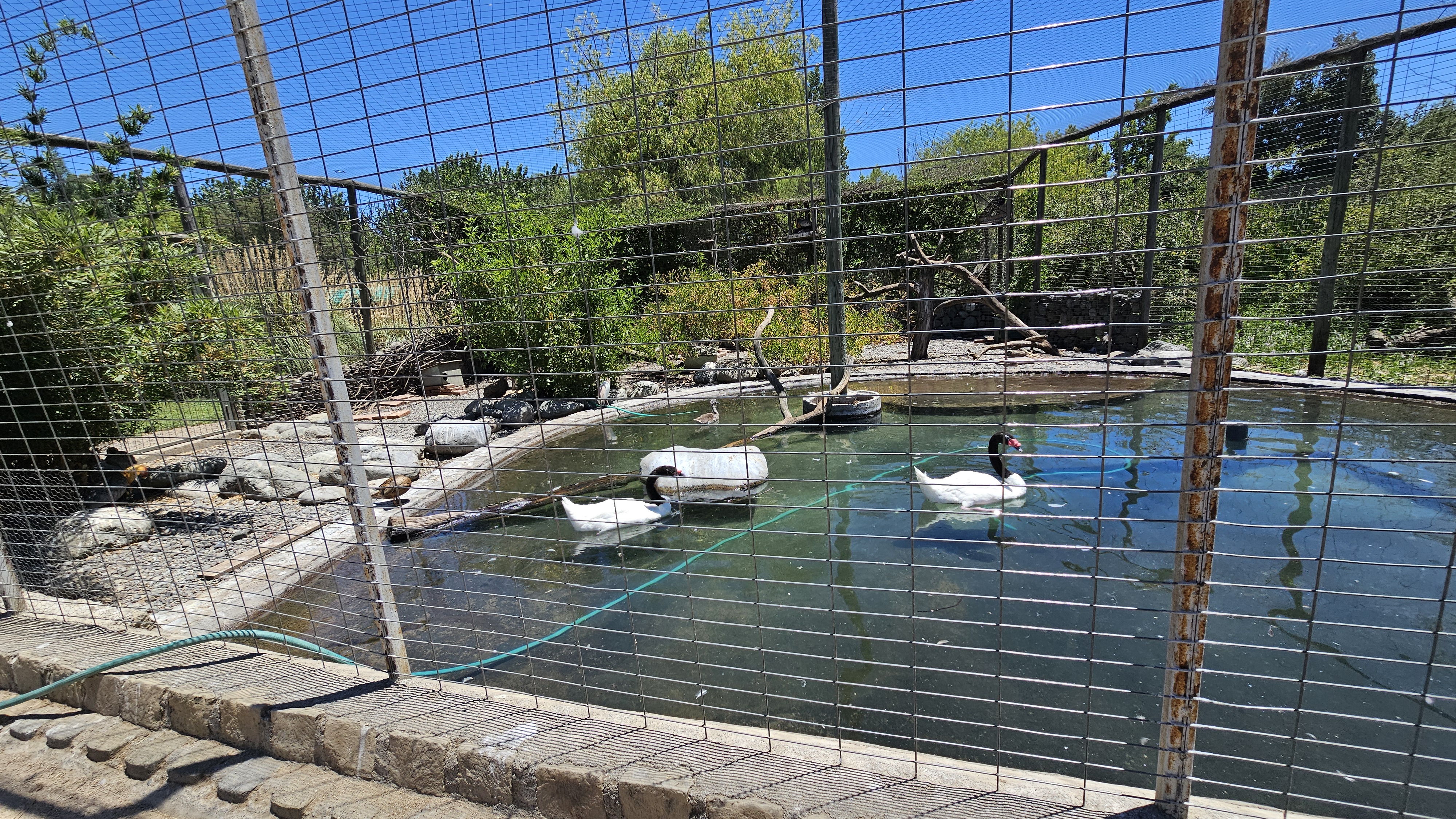 Fotografía de los cisnes que viven en el parque